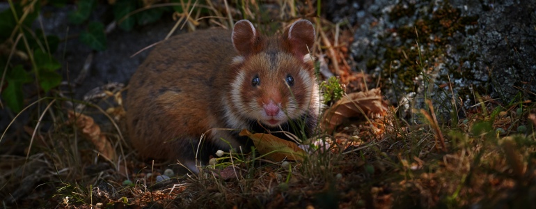 European hamster (Cricetus cricetus) 