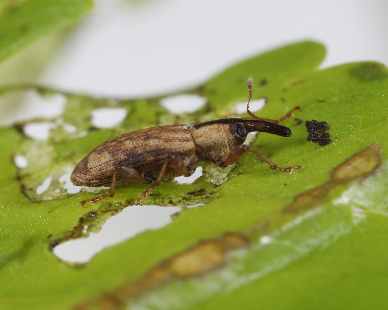 nosatec (Listronotus elongatus), foto: Centre for Agriculture and Bioscience International
