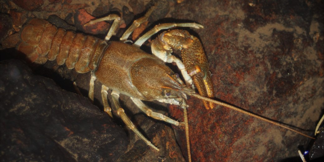 Stone Crayfish in water.