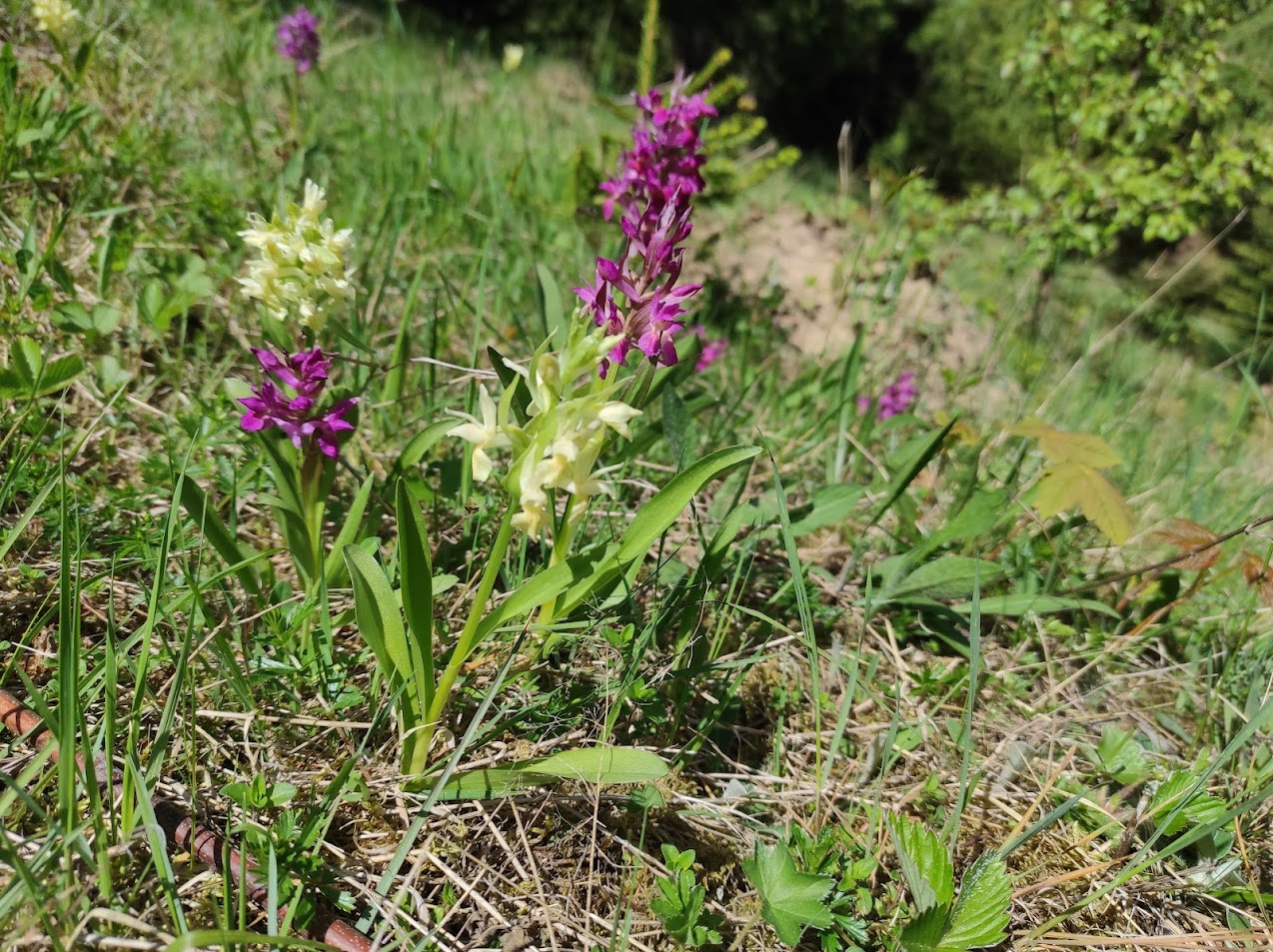 Pasínek v Malých Karlovicích