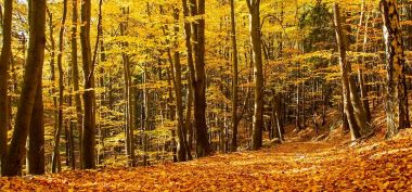 Pohled do bukového lesa