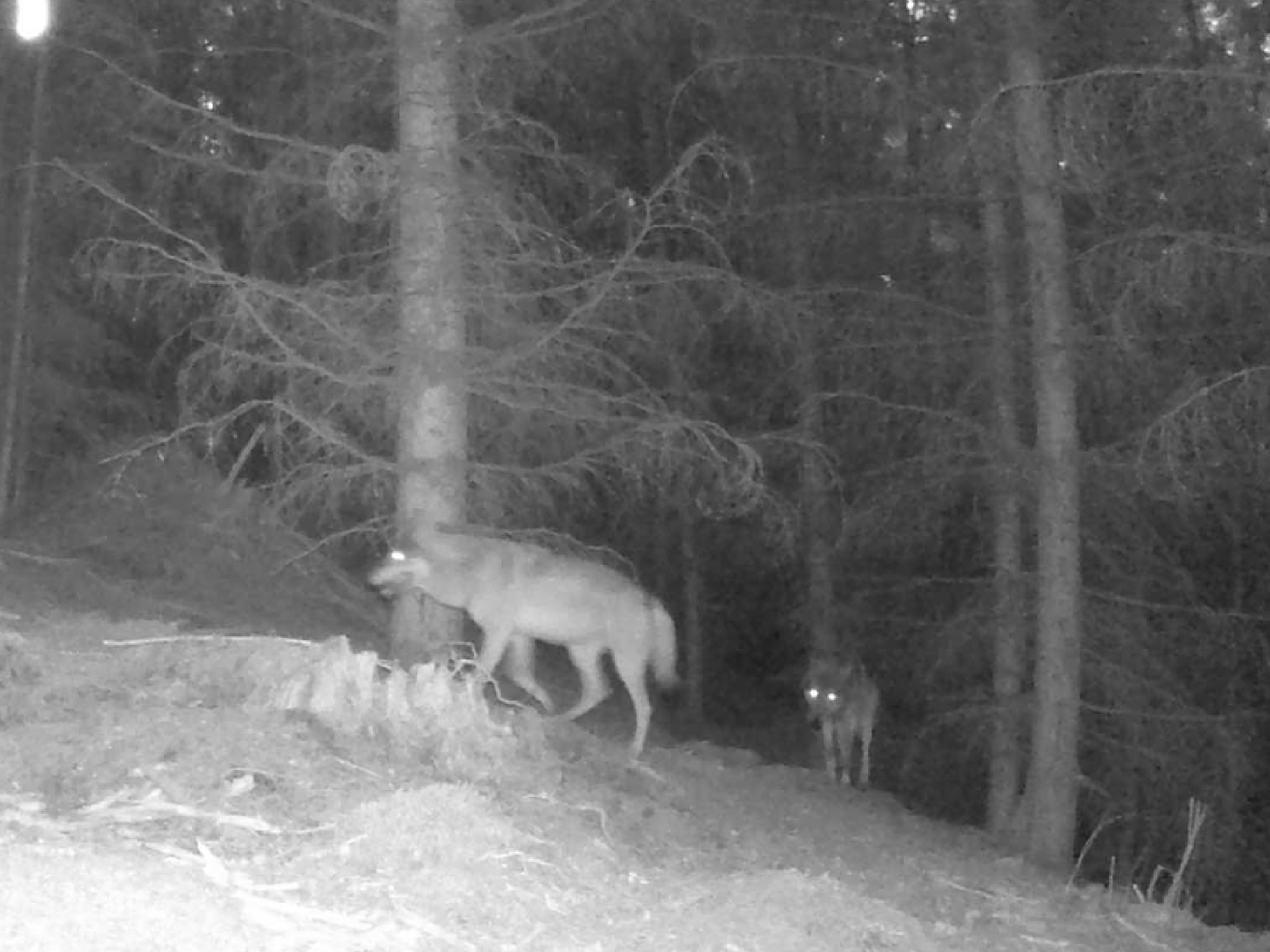Pár vlků zachycený na fotopasti při mapování, foto: Jana Dvořáková