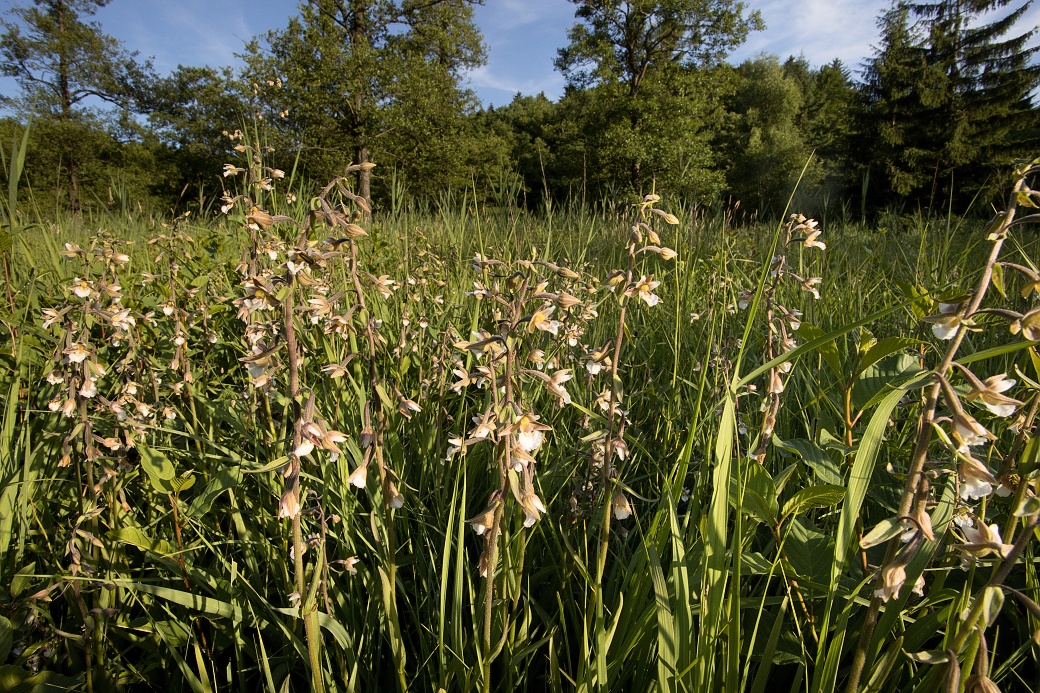 Přírodní rezervace Zlatá louka s bohatým porostem kruštíku bahenního.