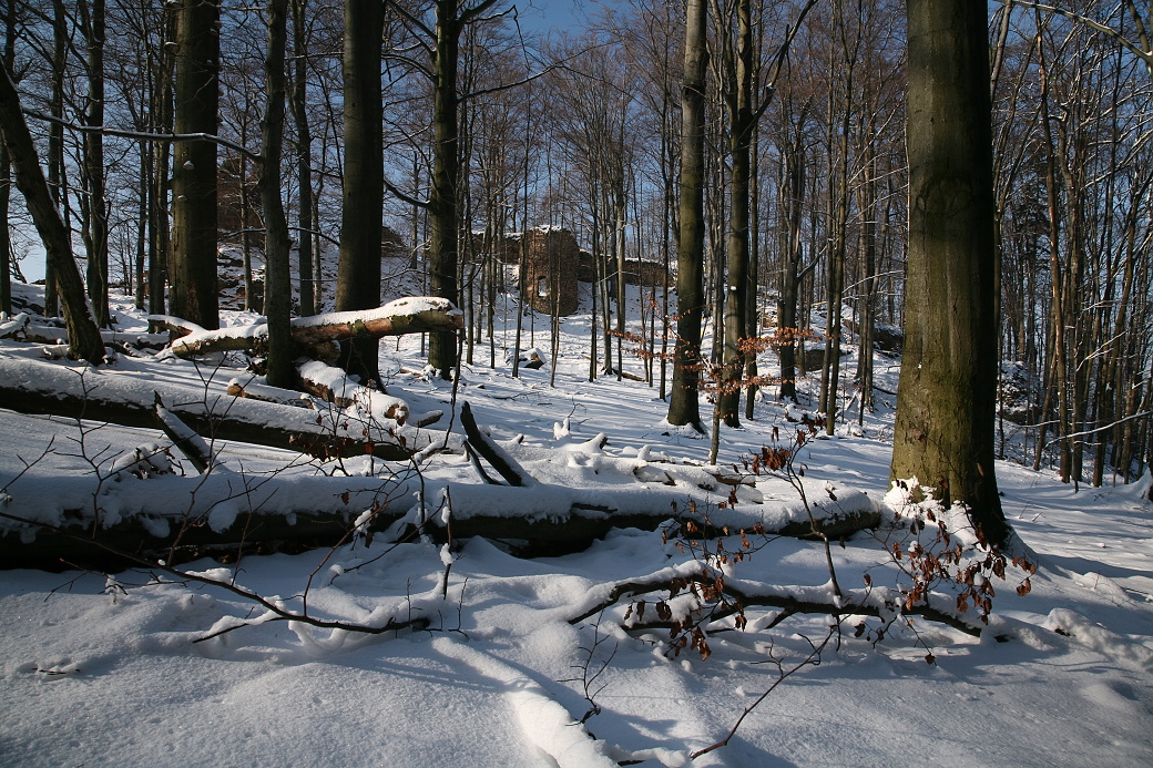Zbytky kyselých bučin v přírodní rezervaci Oheb.