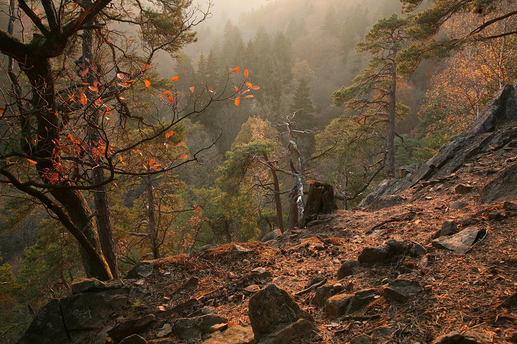 Reliktní bory na výchozech skal v přírodní rezervaci Krkanka.